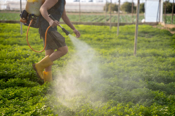 Wasp Removal Services in Stanford, KY